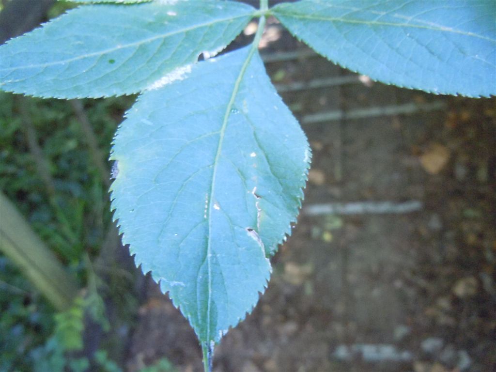 Sambucus nigra